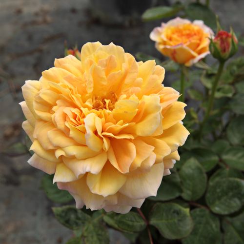 Sárga - narancsos árnyalattal - nosztalgia rózsa